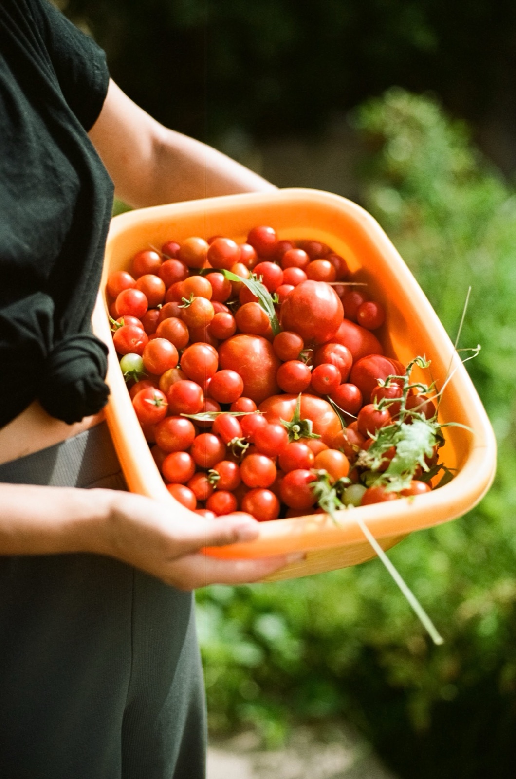 Tomatoes from my friends' garden